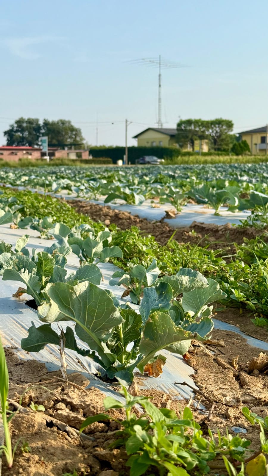 Azienda Agricola Il Pascolo - Cairate - Varese
