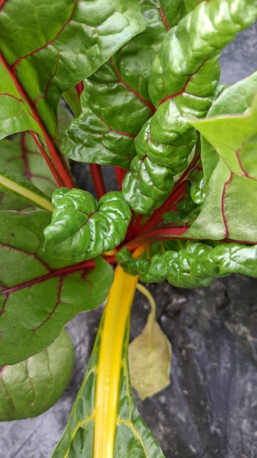 Azienda Agricola Il Pascolo - Cairate - Varese