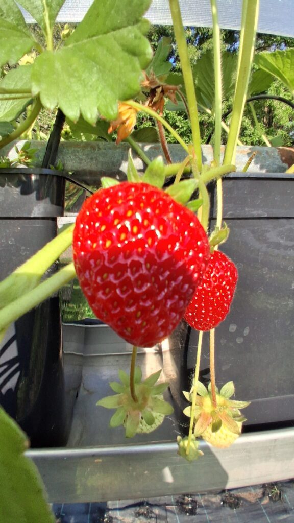 Azienda Agricola Il Pascolo - Cairate - Varese