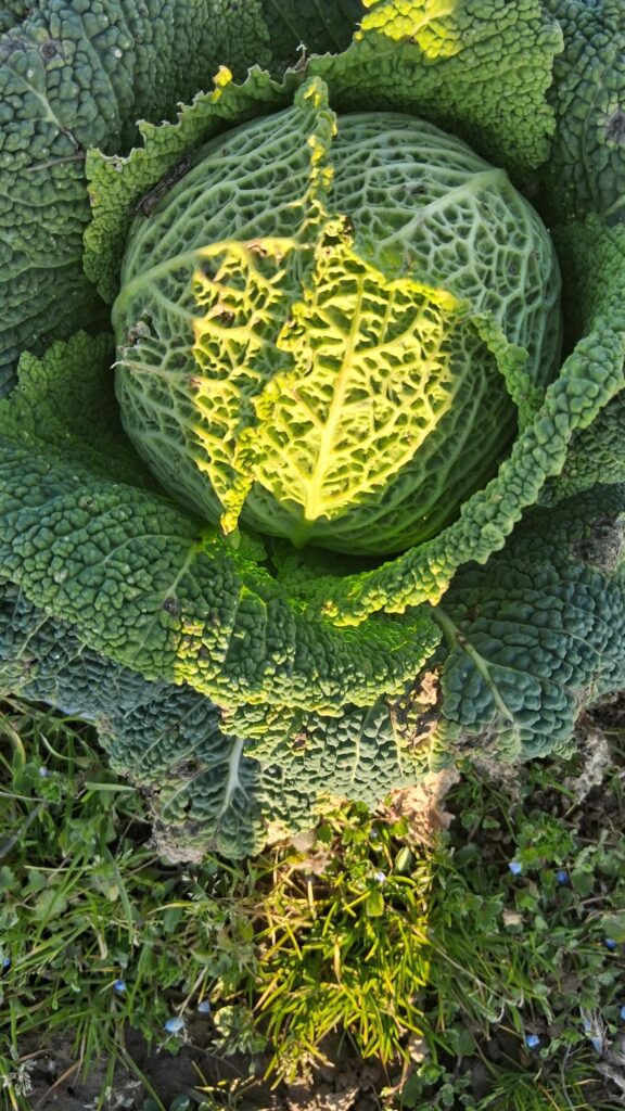 Azienda Agricola Il Pascolo - Cairate - Varese