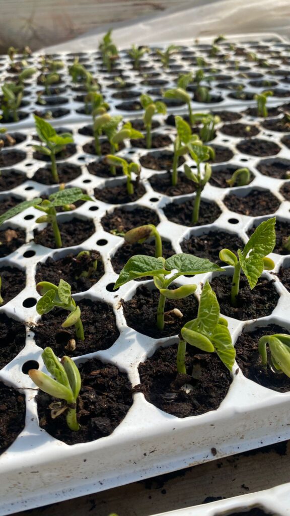 Azienda Agricola Il Pascolo - Cairate - Varese